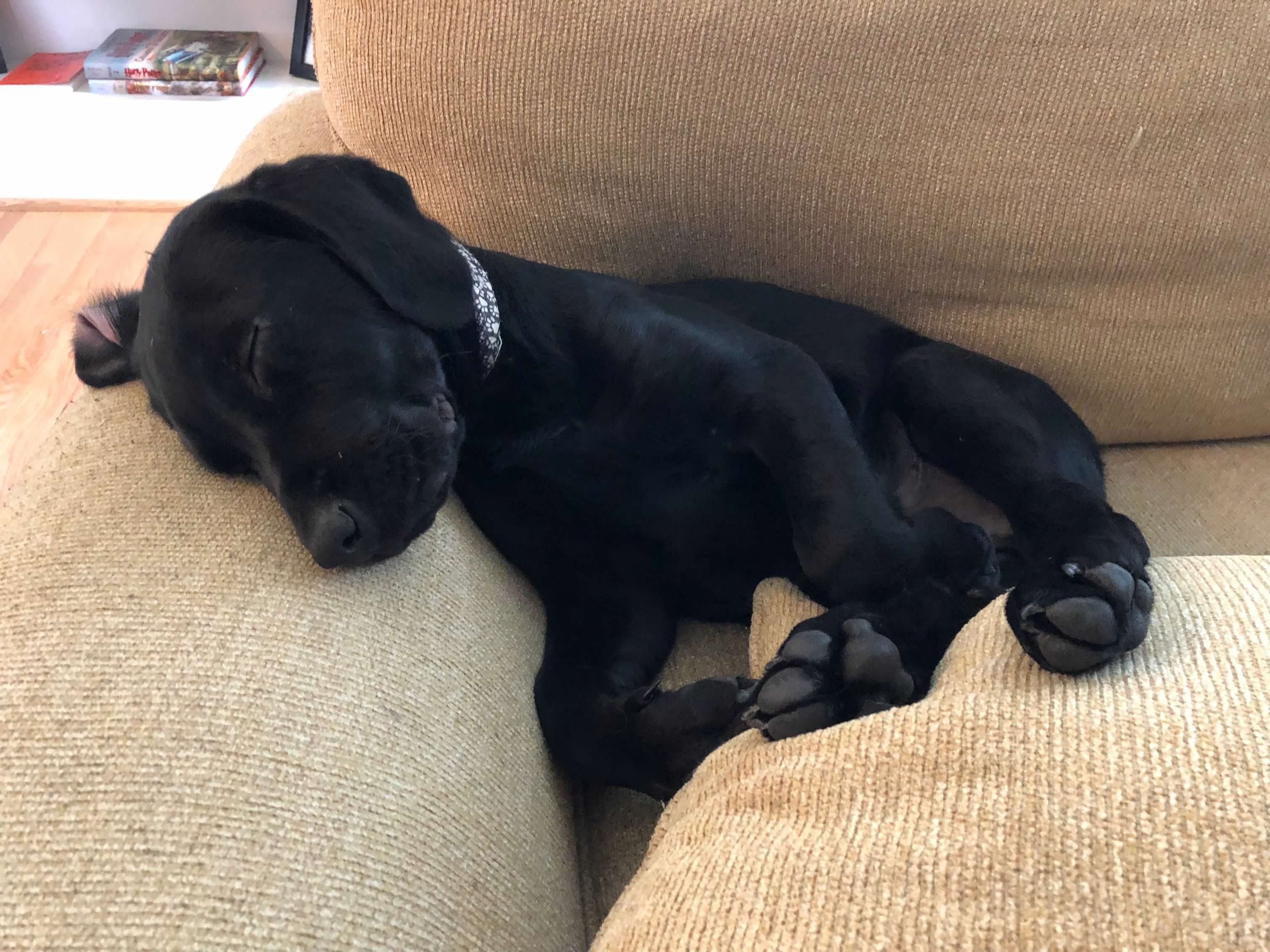 babyloki