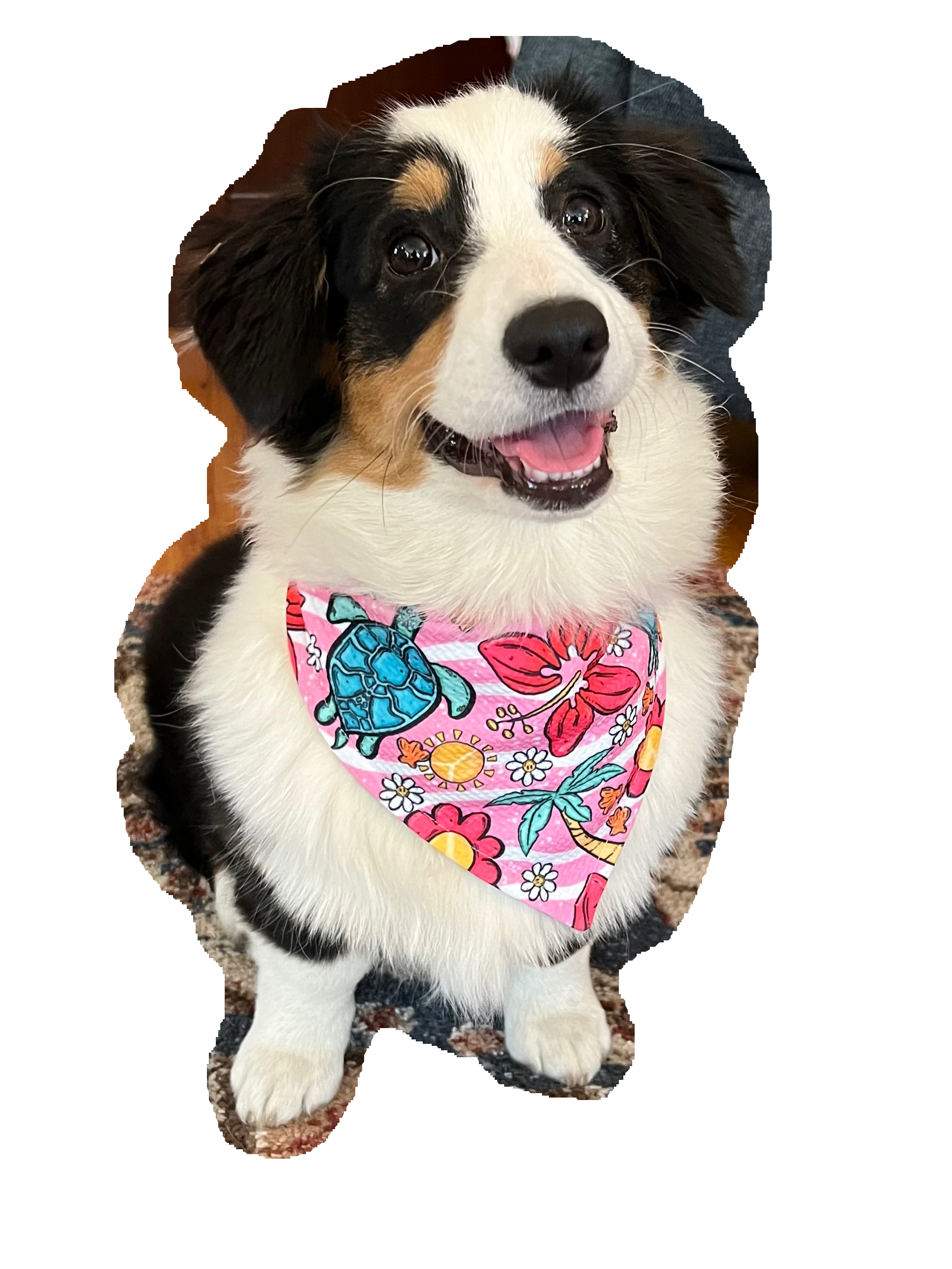darcy