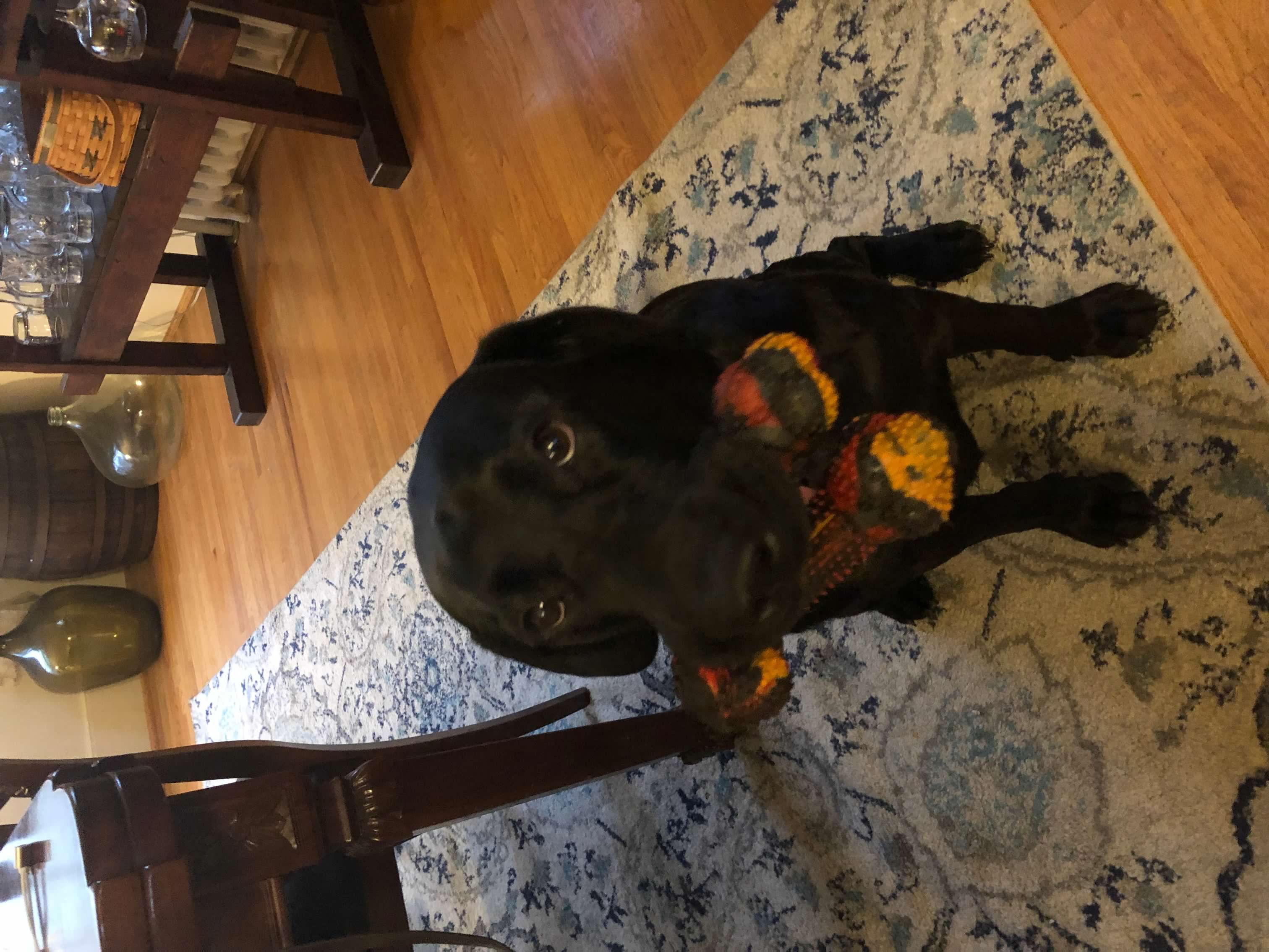lokibone