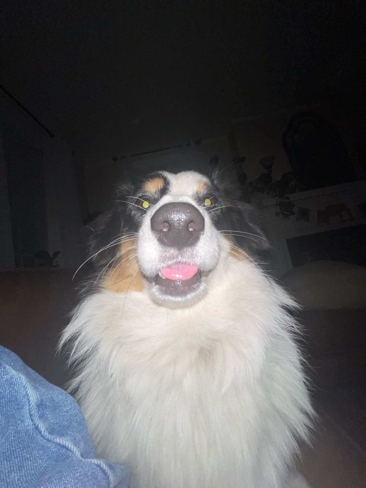sillydarcy